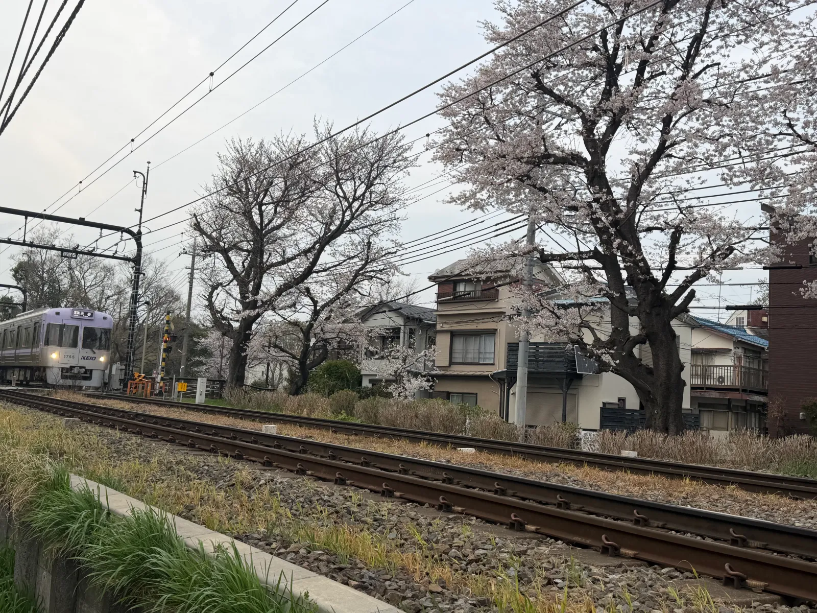 桜が咲き始めていた公園